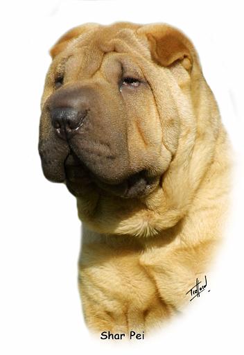 Shar Pei 9M100D-045_2.JPG